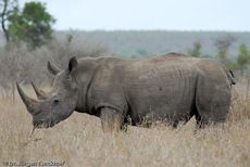 Breitmaulnashorn (11 von 28).jpg